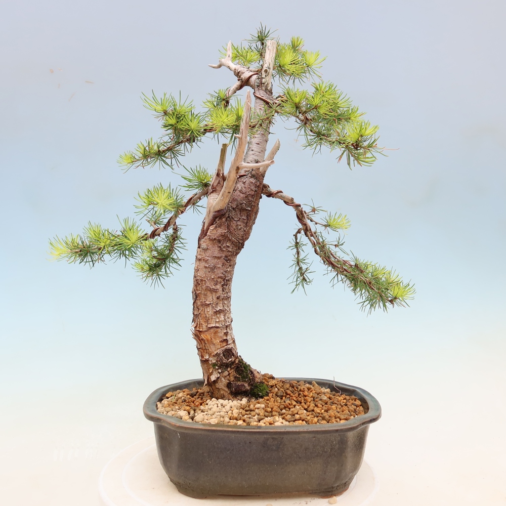 Venkovní bonsai -Larix decidua - Modřín opadavý 