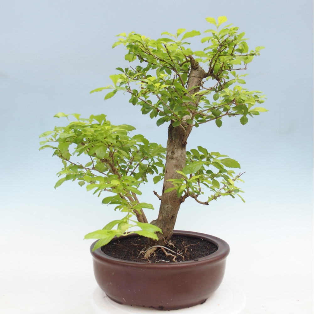 Pokojová bonsai - Duranta erecta Aurea