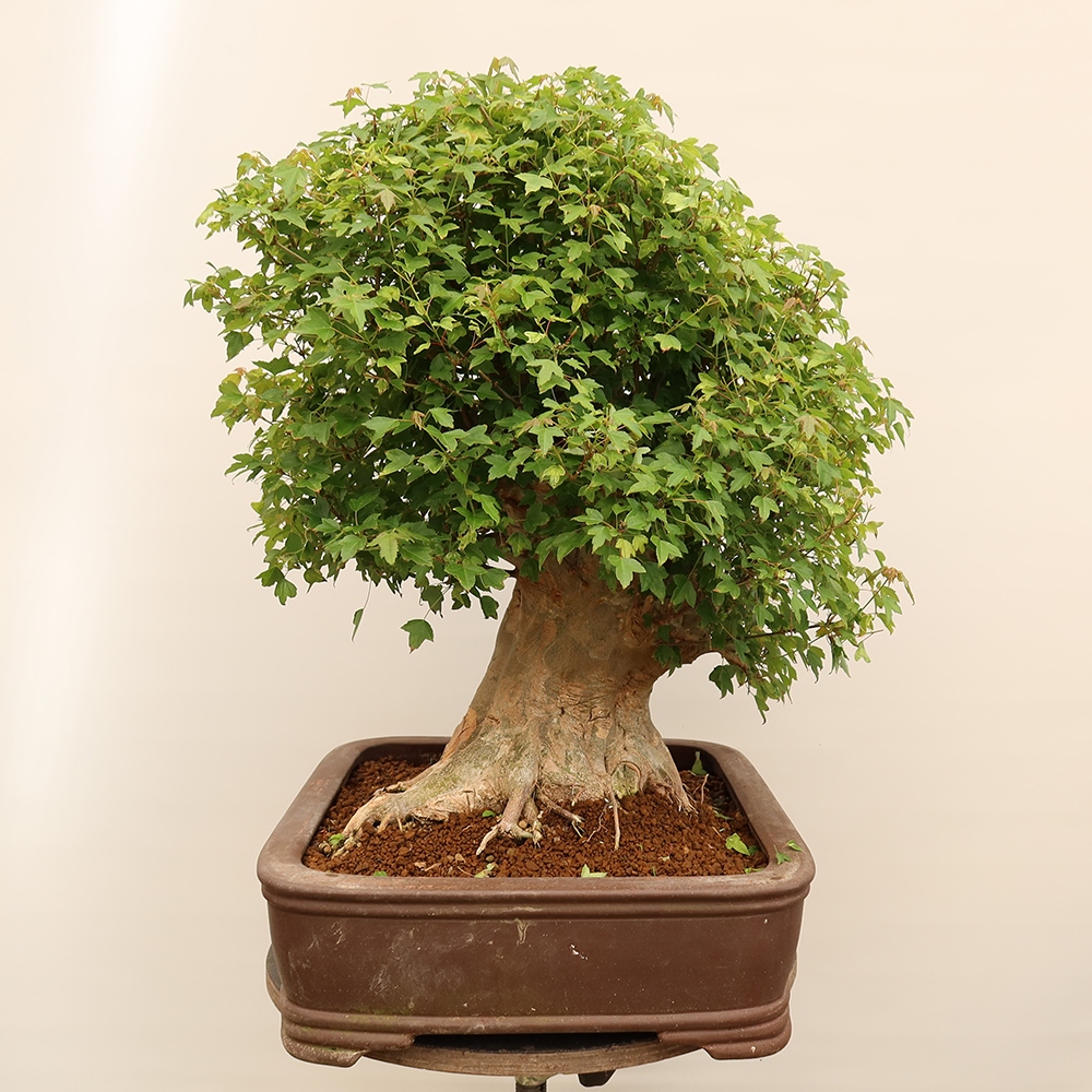 Venkovní bonsai - Javor Burgerův - Acer Burgerianum 