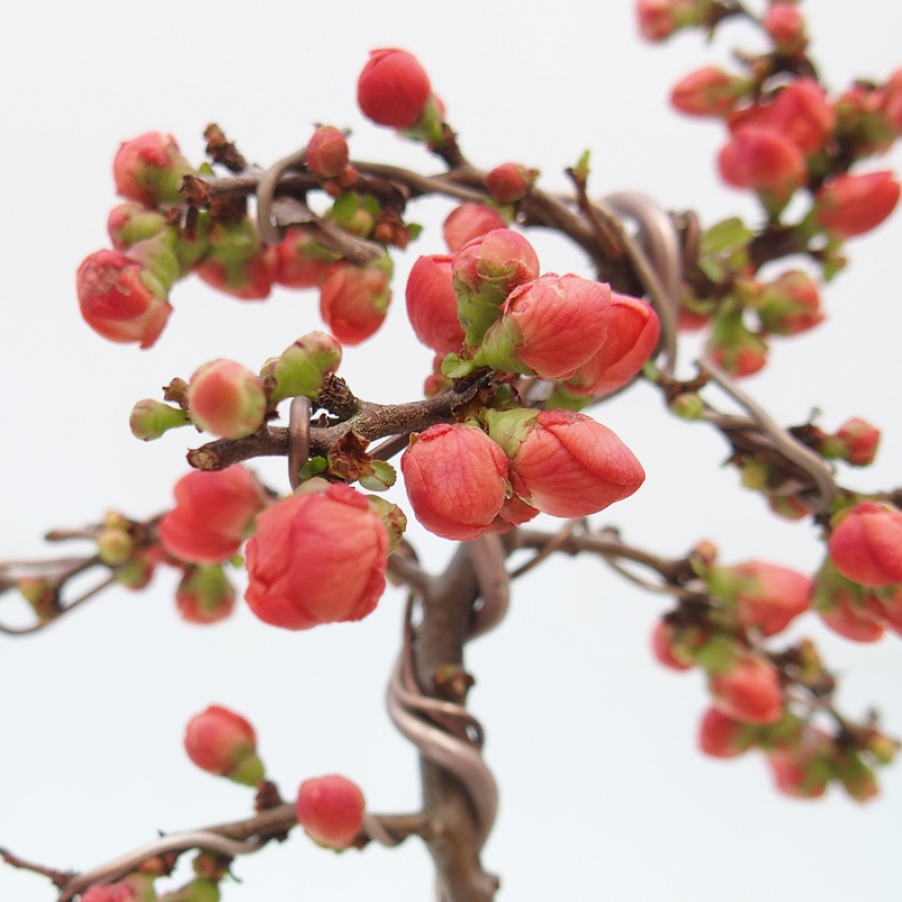 Venkovní bonsai - Chaneomeles s. Red Joy - Kdoulovec 