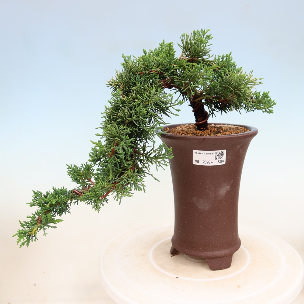 Venkovní bonsai - Juniperus chinensis Kishu -Jalovec čínský