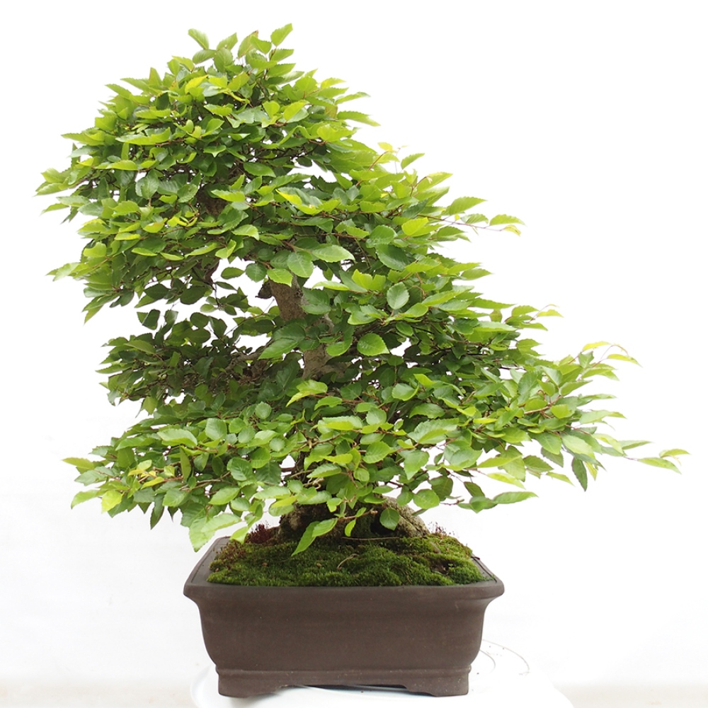 Venkovní bonsai -Carpinus CARPINOIDES - Habr korejský