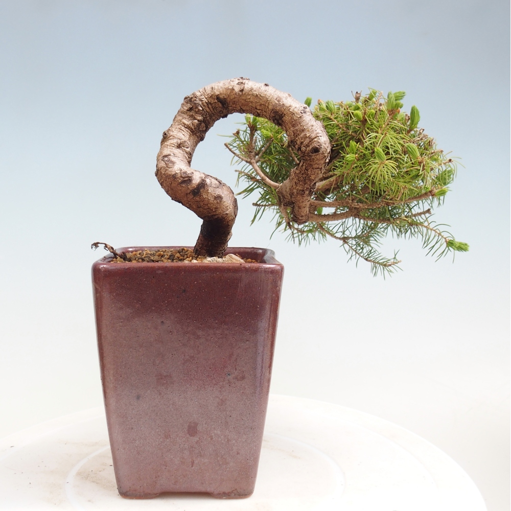 Venkovní bonsai- Smrk kulovitý - Picea glauca globe