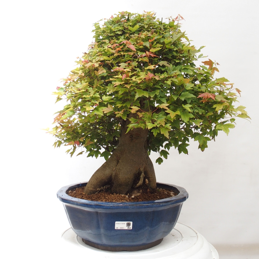 Venkovní bonsai - Acer Buergerianum - Javor Burgerův