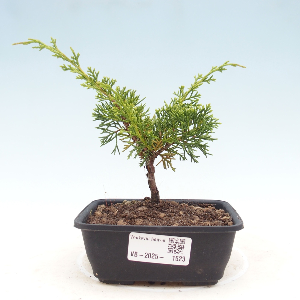Venkovní bonsai - Juniperus chinensis Itoigawa -Jalovec čínský