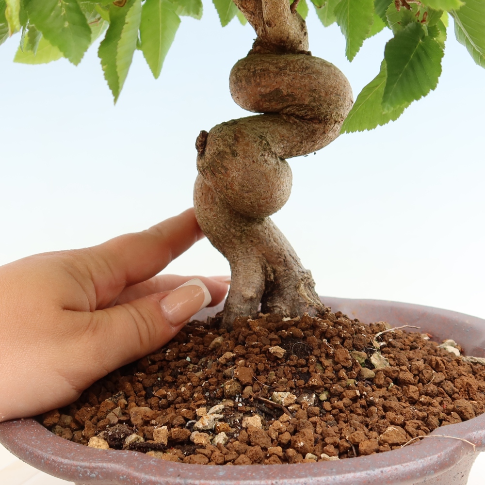 Venkovní bonsai -Carpinus coreana - Habr korejský