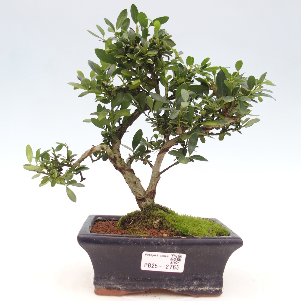 Pokojová bonsai - Ilex crenata - Cesmína