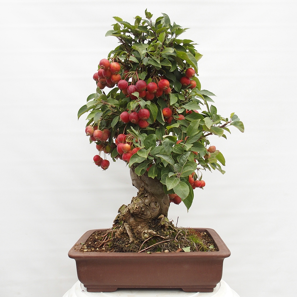 Venkovní bonsai -Malus halliana - Maloplodá jabloň