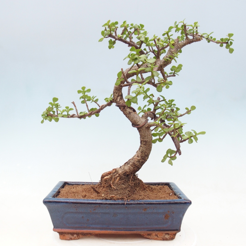Pokojová bonsai - Portulakaria Afra - Tlustice