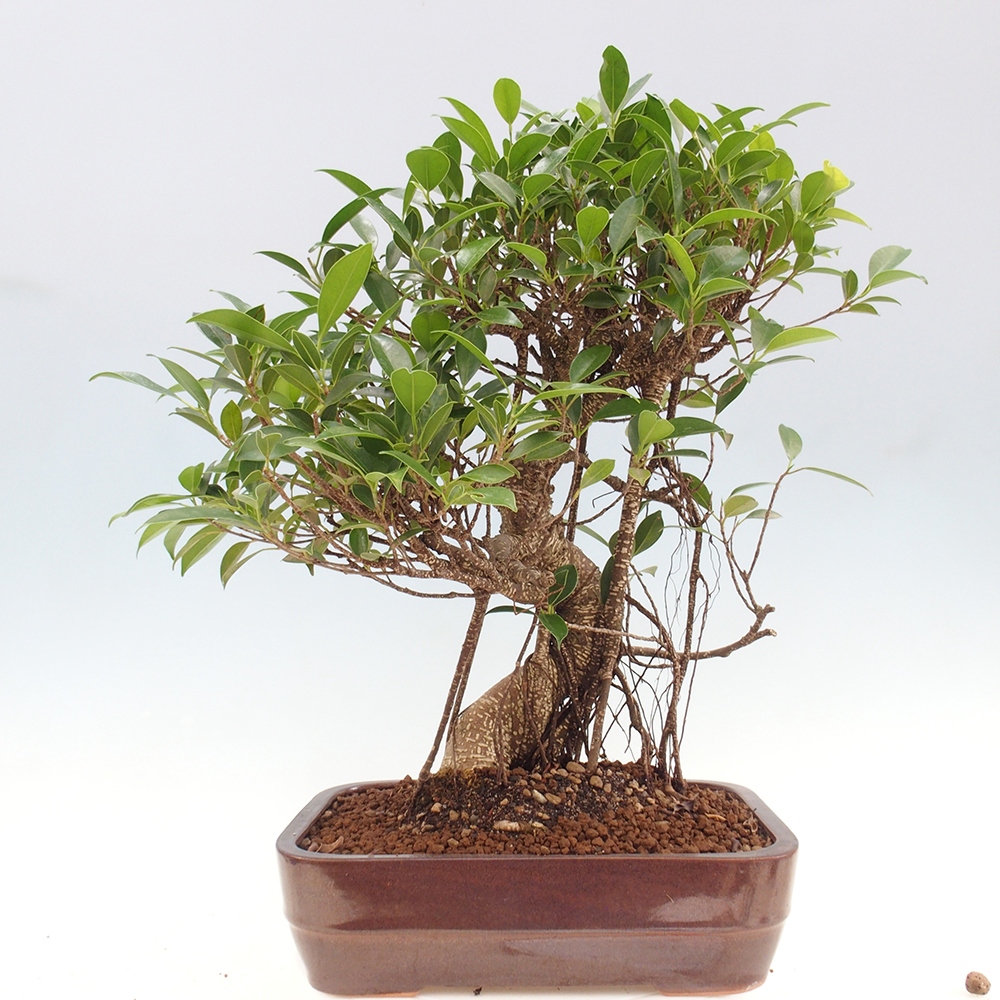 Pokojová bonsai - Ficus kimmen -  malolistý fíkus