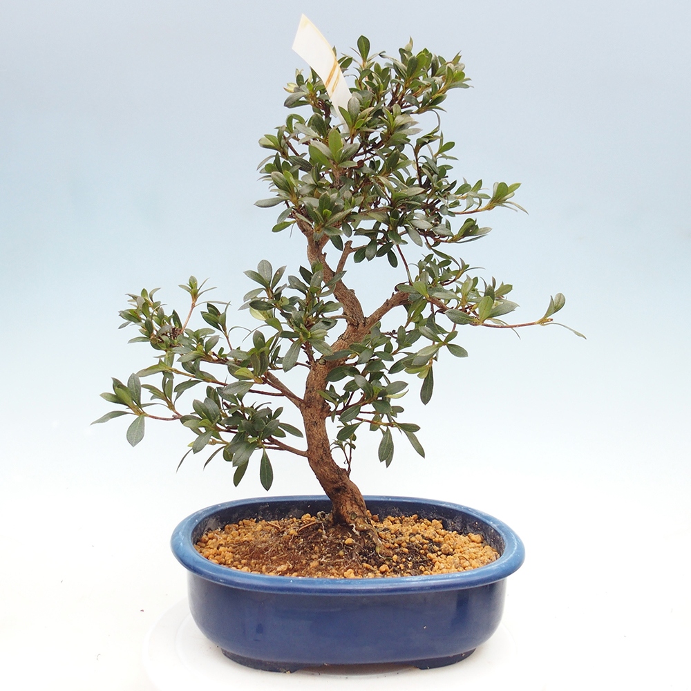 Venkovní bonsai - Japonská azalka - Azalea Reiko
