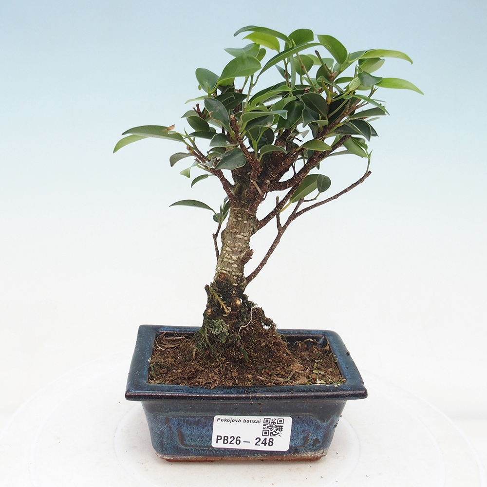 Pokojová bonsai Ficus retusa kimmen
