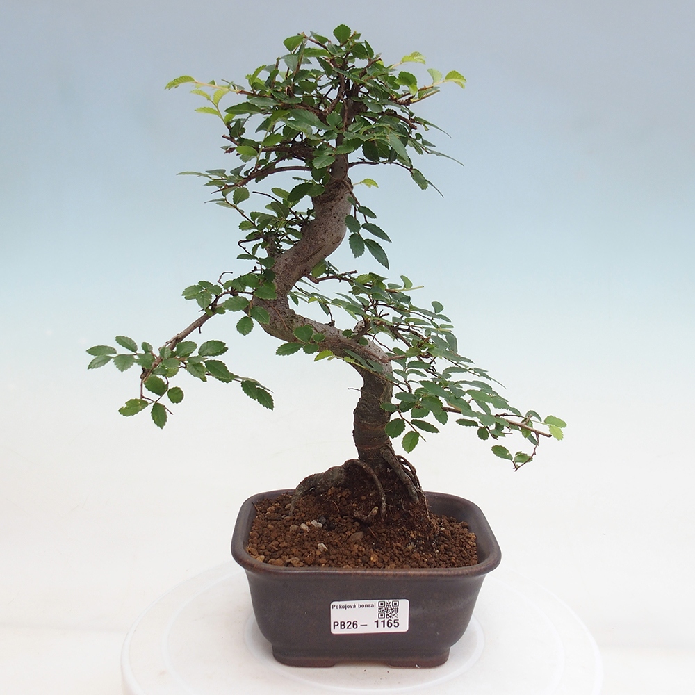 Pokojová bonsai - Ulmus parvifolia - Malolistý jilm