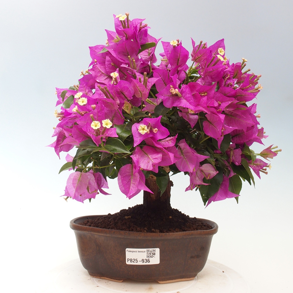 Pokojová bonsai - Bouganwilea