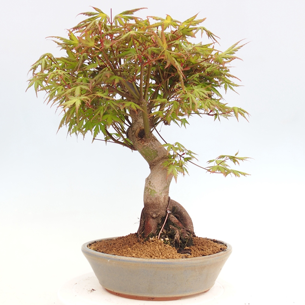 Venkovní bonsai - Acer palmatum  - Javor dlanitolistý