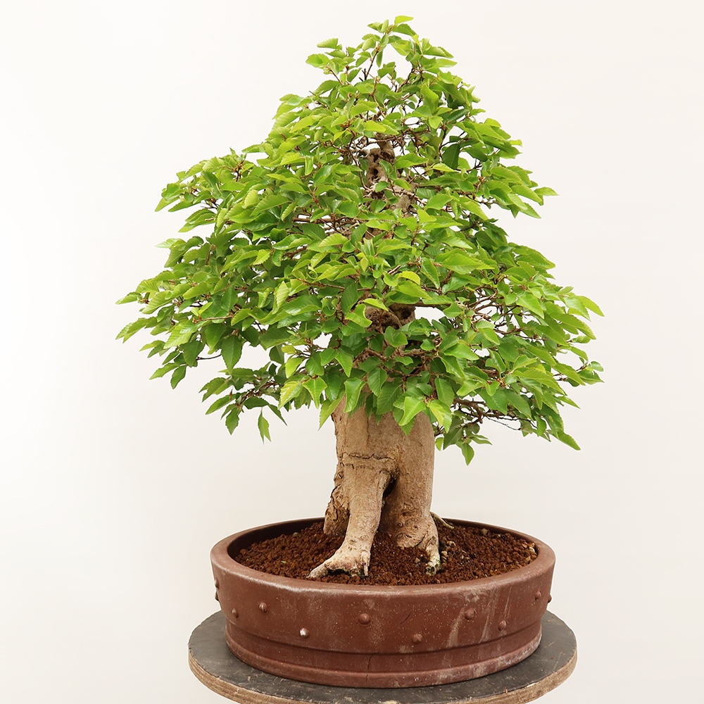 Venkovní bonsai -Carpinus Coreana - Habr korejský