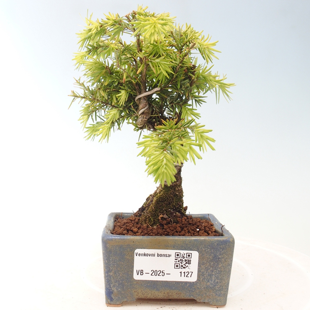 Venkovní bonsai - Tsuga canadensis - Jedlovec