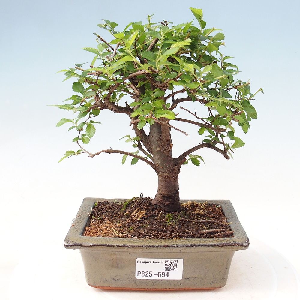 Pokojová bonsai - Ulmus parvifolia - Malolistý jilm
