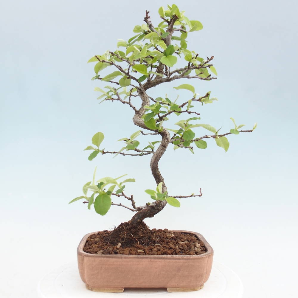 Venkovní  bonsai -  Chaneomeles chinensis - Kdoulovec čínsky