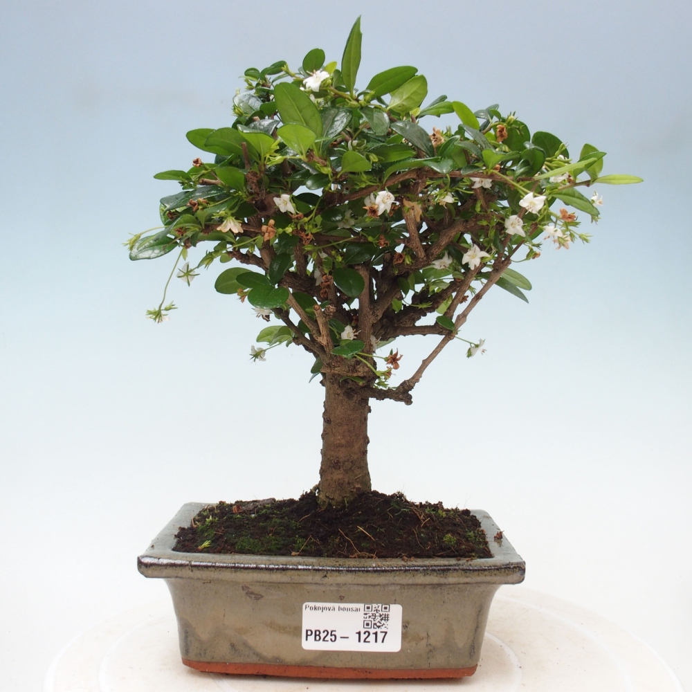 Pokojová bonsai - Carmona macrophylla - Čaj fuki