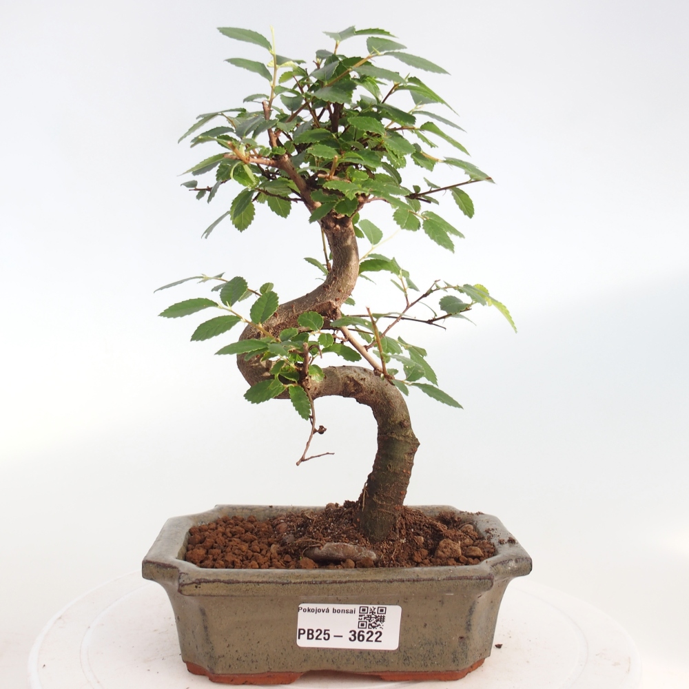 Pokojová bonsai - Ulmus parvifolia - Malolistý jilm