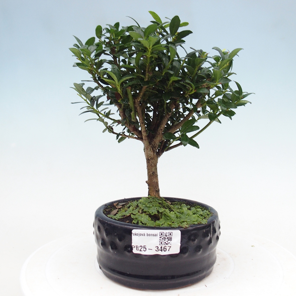 Pokojová bonsai - Ilex crenata - Cesmína