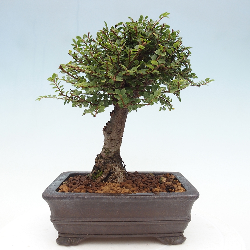 Venkovní bonsai - Ulmus parvifolia Hokkaido - jilm Čínský