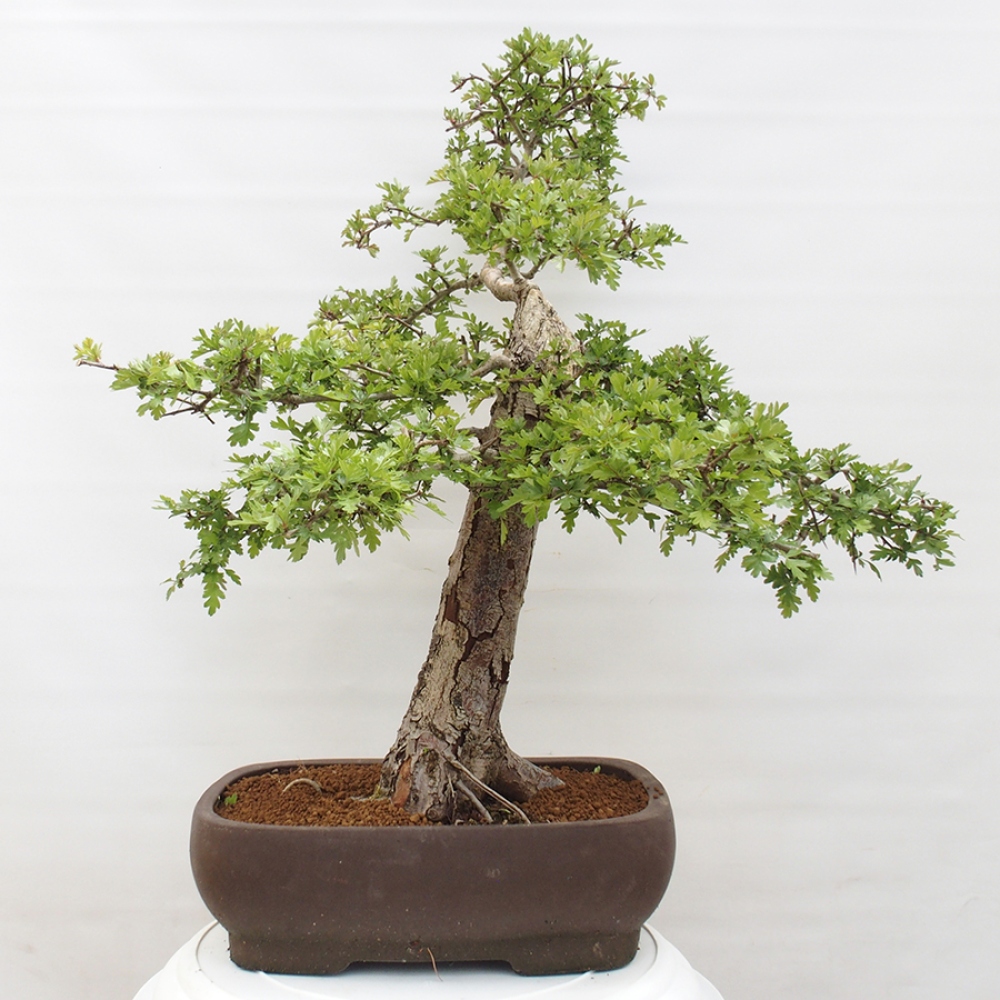 Venkovní bonsai - Hloh - Crataegus monogyna