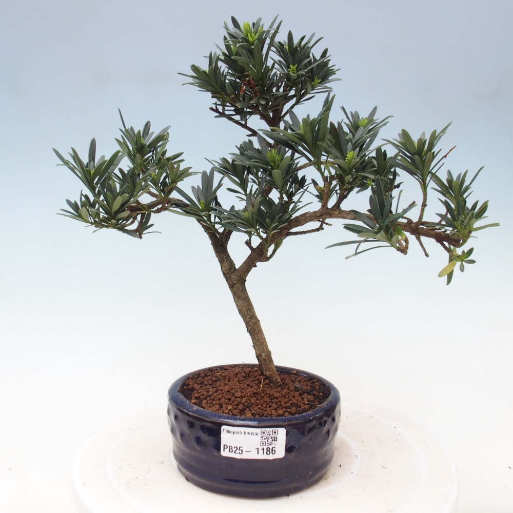 Pokojová bonsai - Podocarpus - Kamenný tis