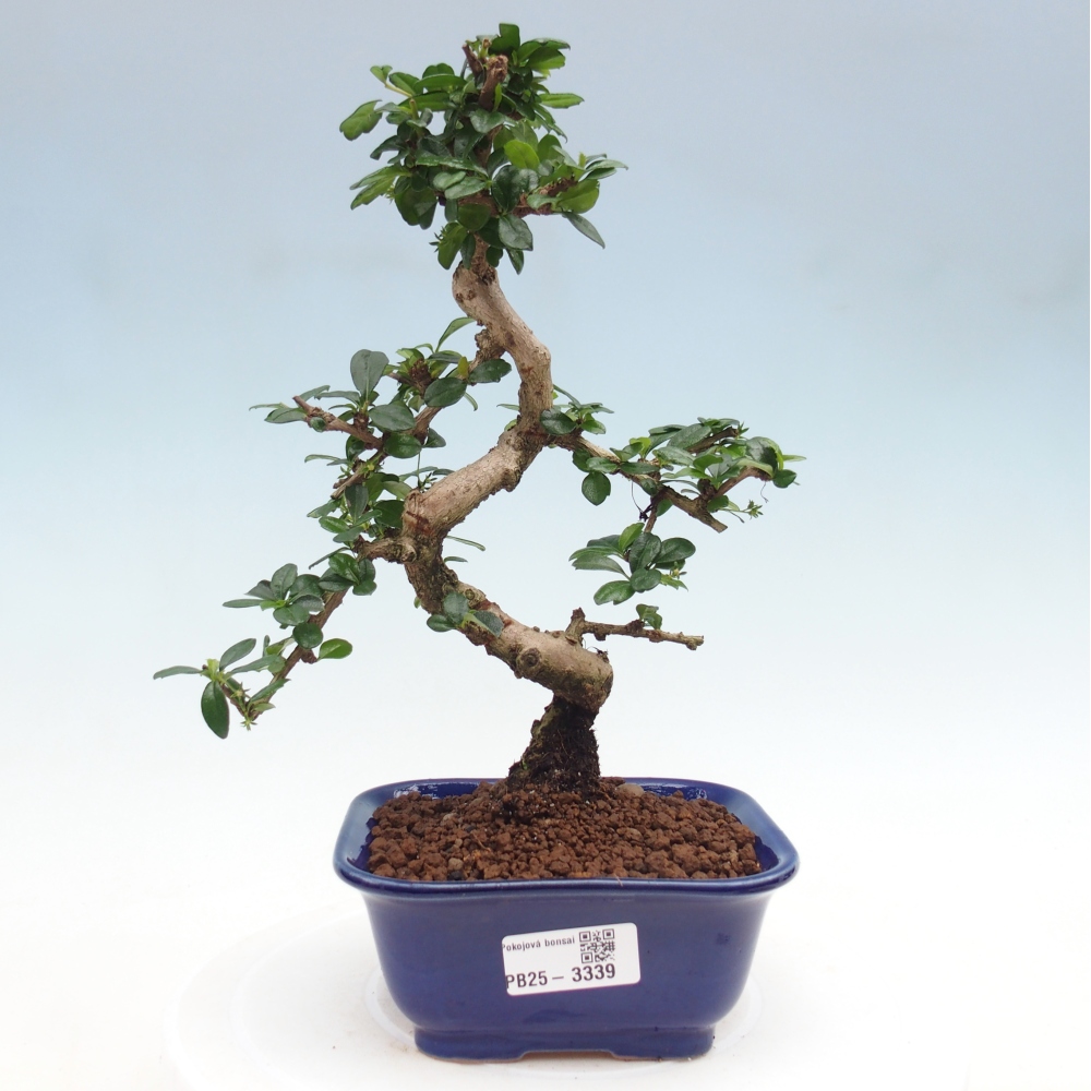 Pokojová bonsai - Carmona macrophylla - Čaj fuki