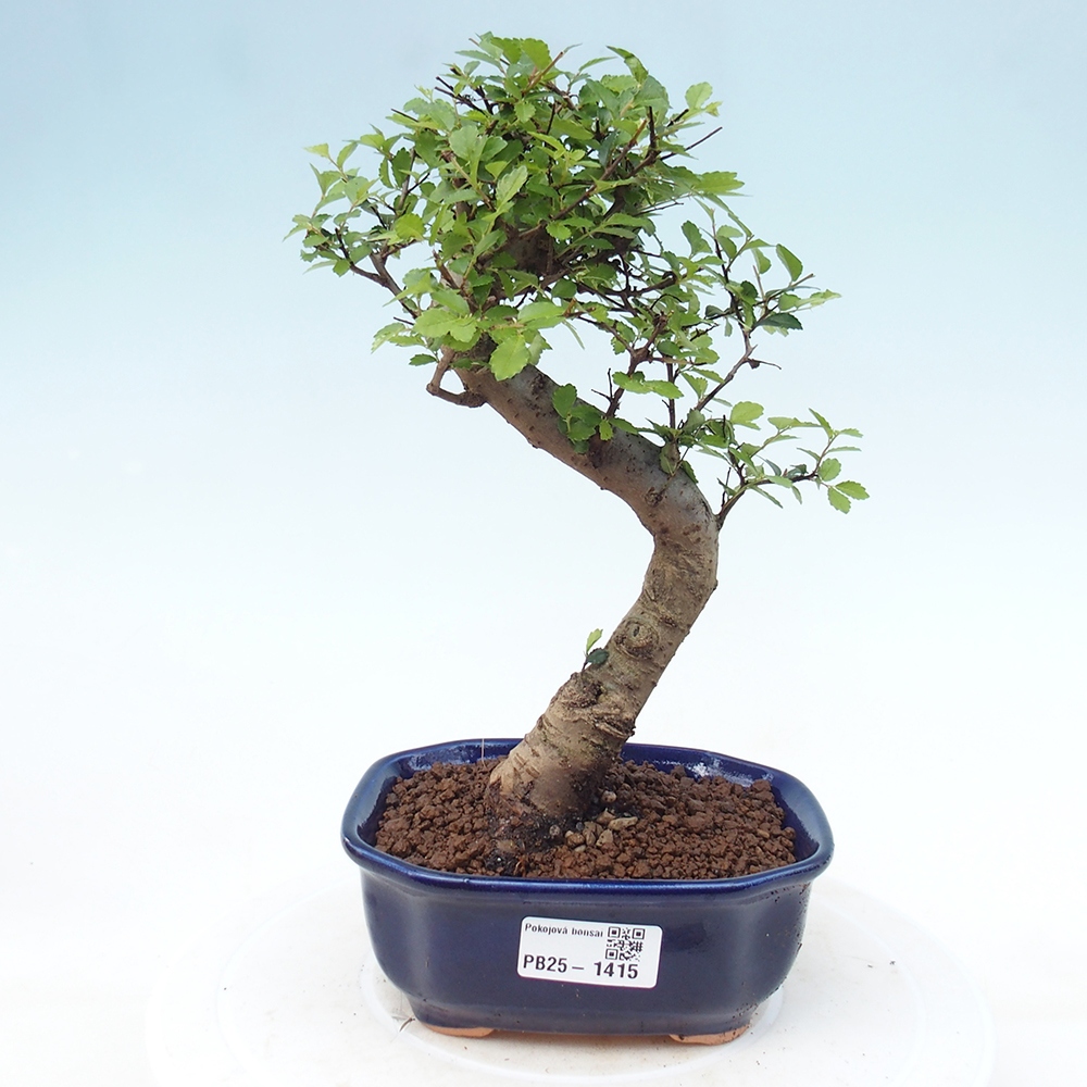 Pokojová bonsai-Malolistý jilm 