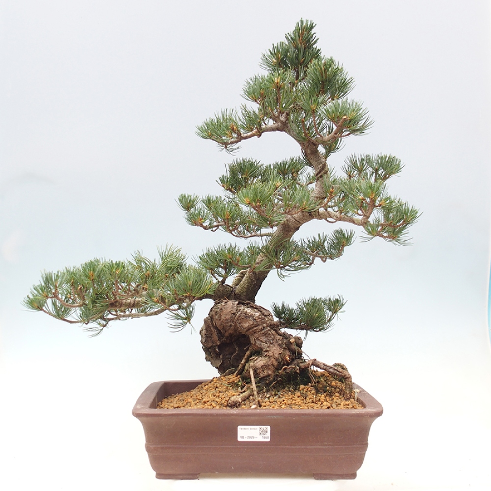 Venkovní bonsai - Pinus parviflora - Borovice drobnokvětá