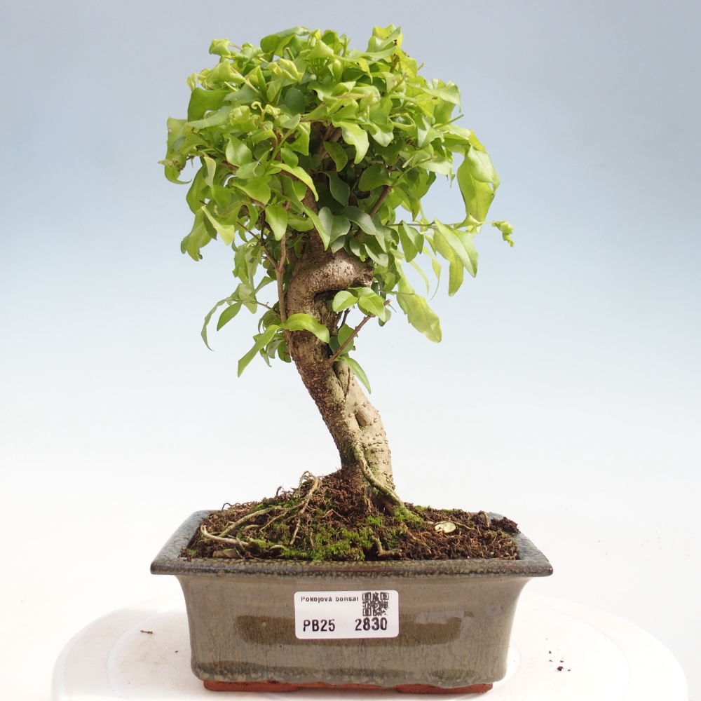 Pokojová bonsai -Ligustrum chinensis - Ptačí zob