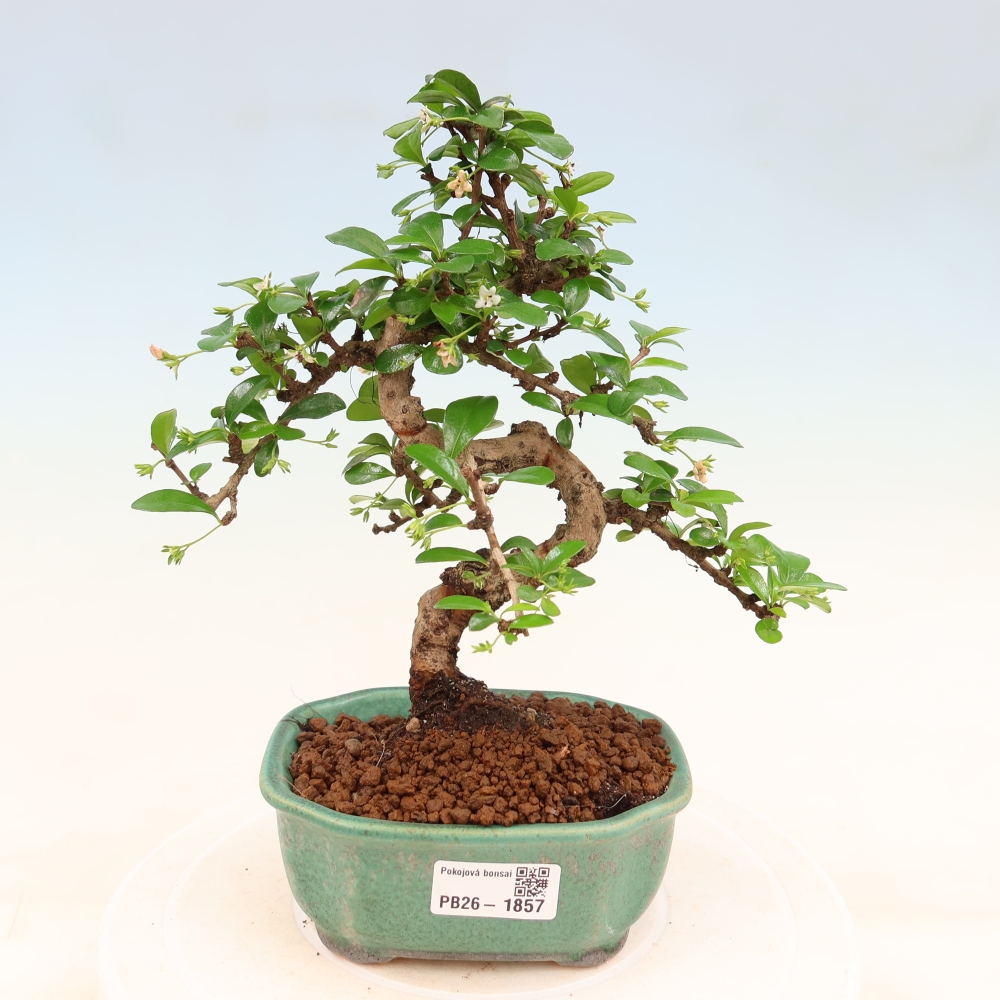 Pokojová bonsai - Carmona macrophylla - Čaj fuki