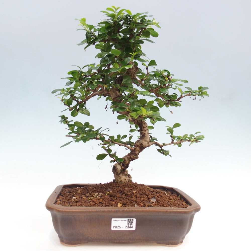 Pokojová bonsai - Carmona macrophylla - Čaj fuki