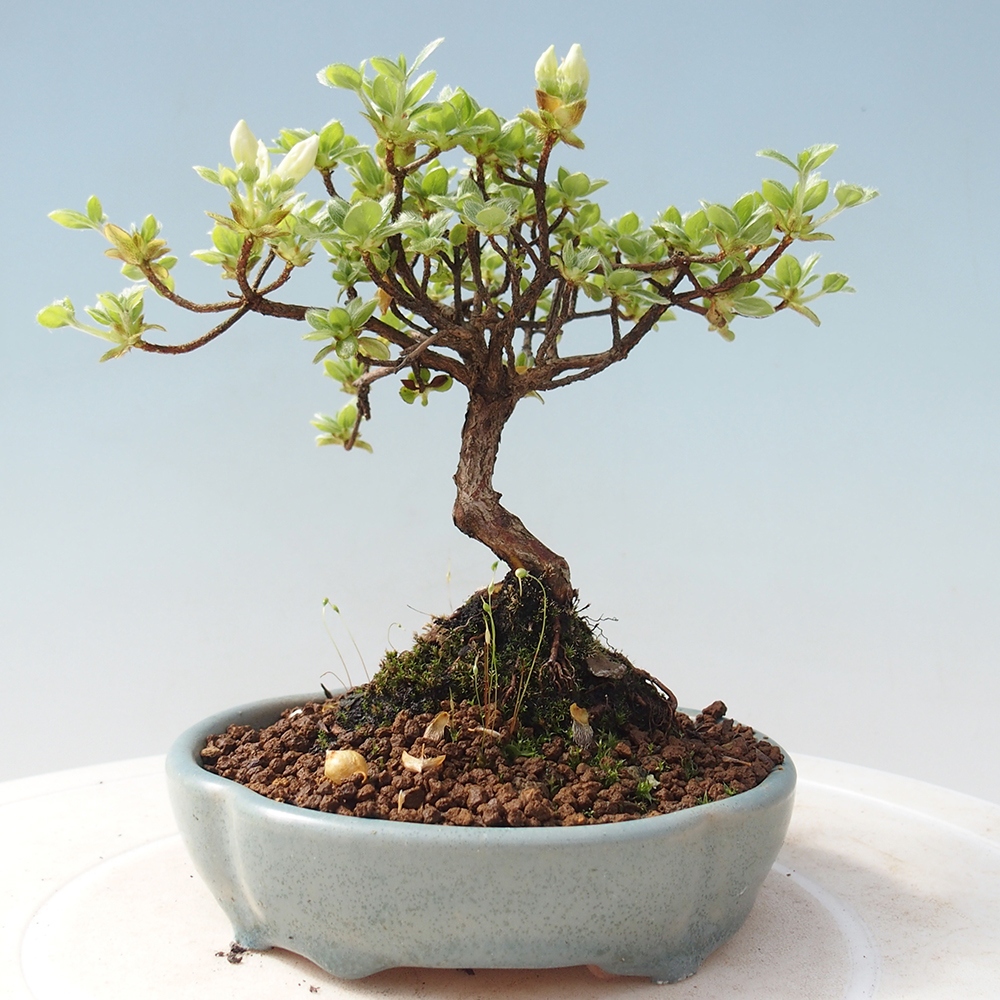 Venkovní bonsai - Rhododendron indicum - Japonská azalka