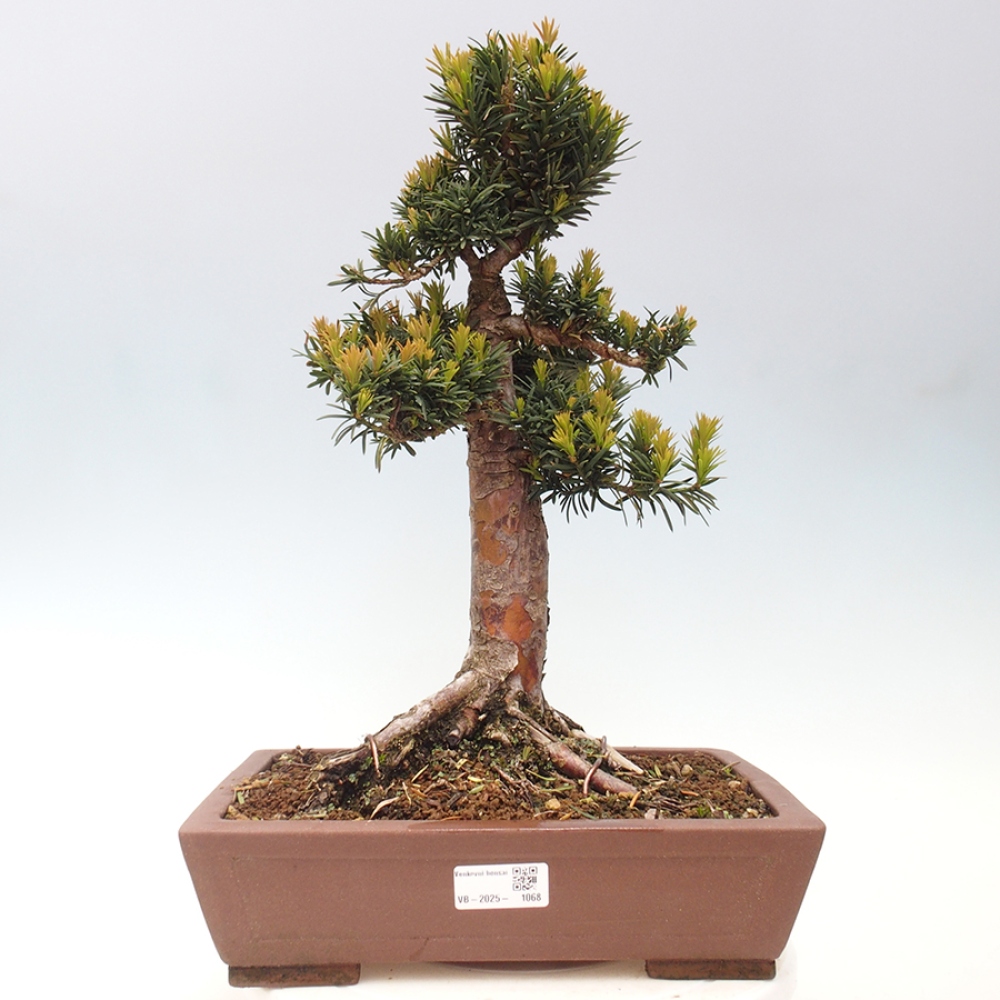 Venkovní bonsai - Taxus cuspidata  - Tis japonský