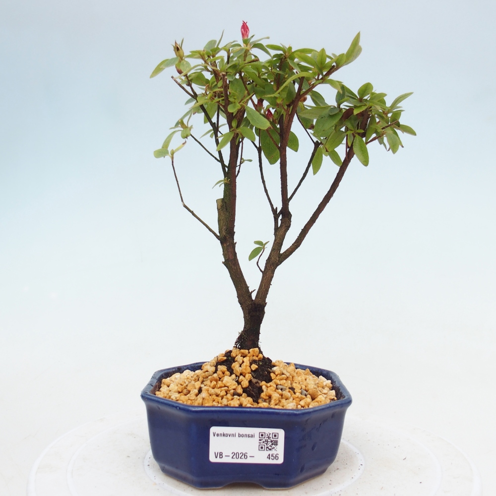Venkovní bonsai - Japonská azalka - Azalea sp.