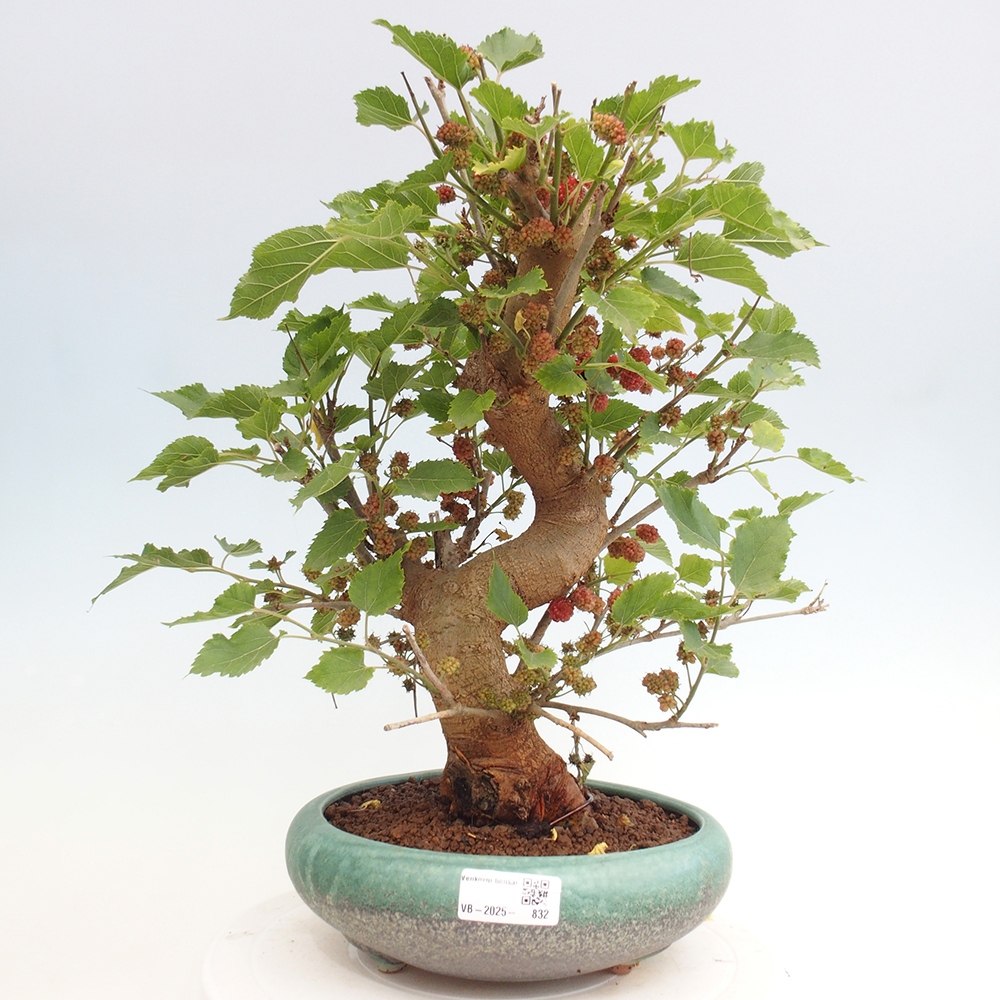 Venkovní bonsai -Morus alba - moruše