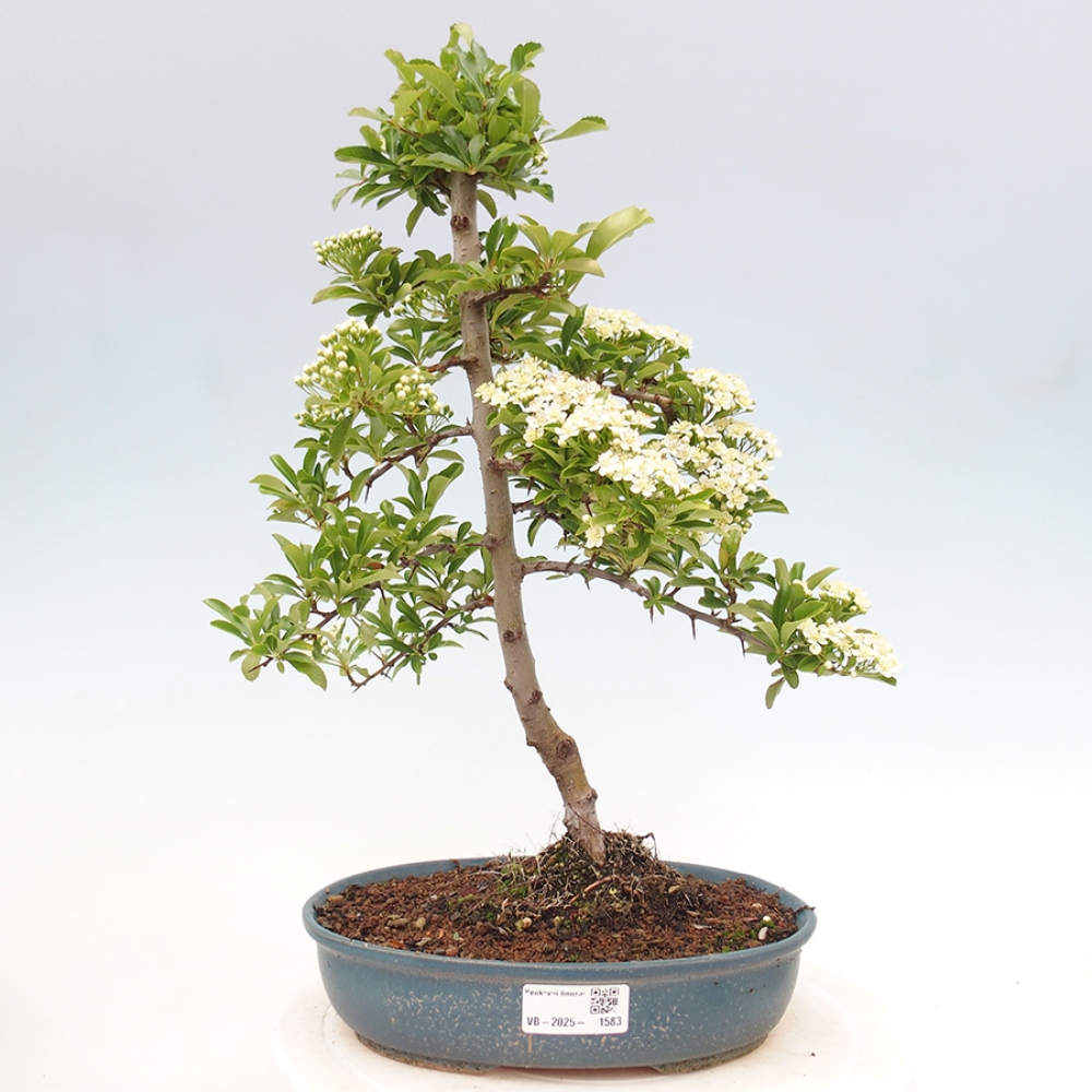 Venkovní bonsai-Pyracanta Teton -Hlohyně