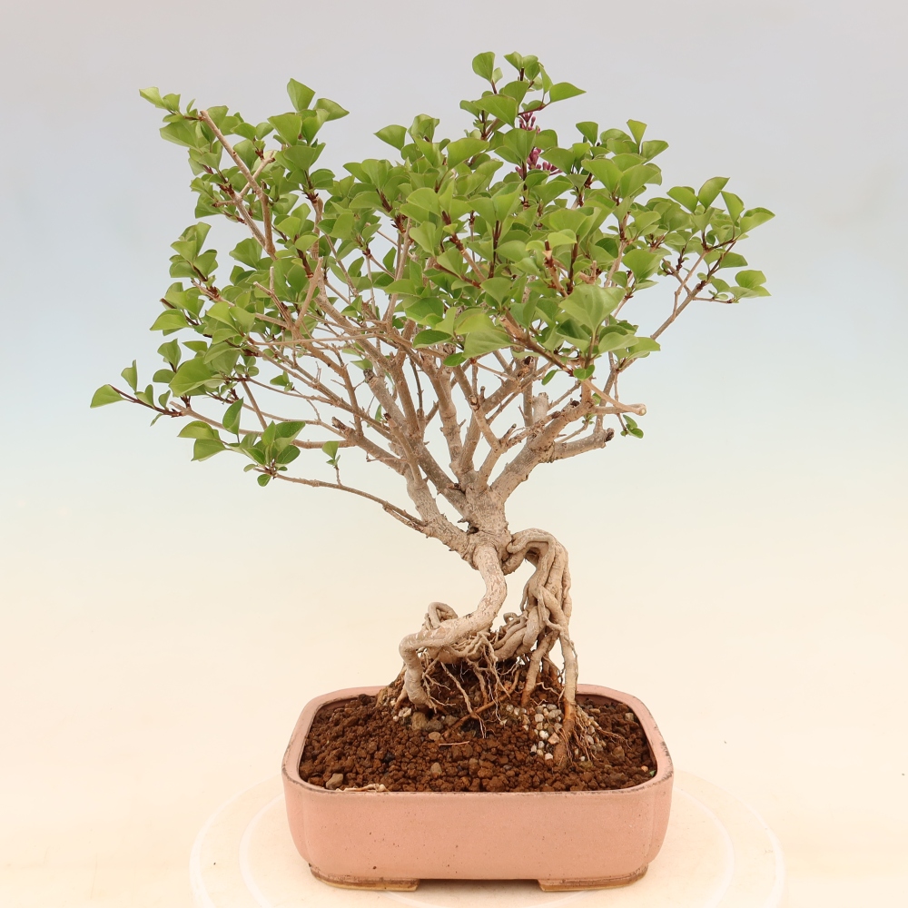 Venkovní  bonsai -  Syringa microphylla - malokvětý šeřík