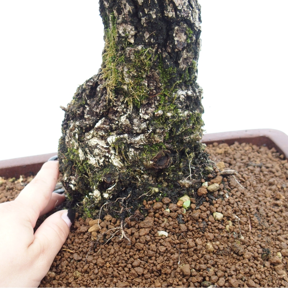 Yamadori - Quercus Ilex -Dub cesmínovitý