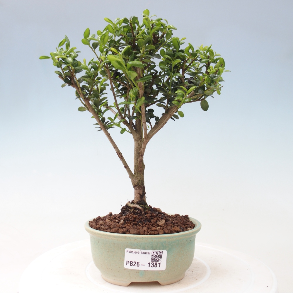 Pokojová bonsai - Ilex crenata - Cesmína