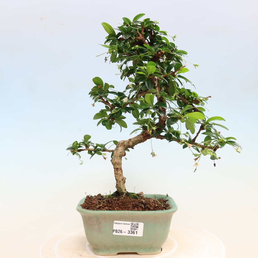 Pokojová bonsai - Carmona macrophylla - Čaj fuki