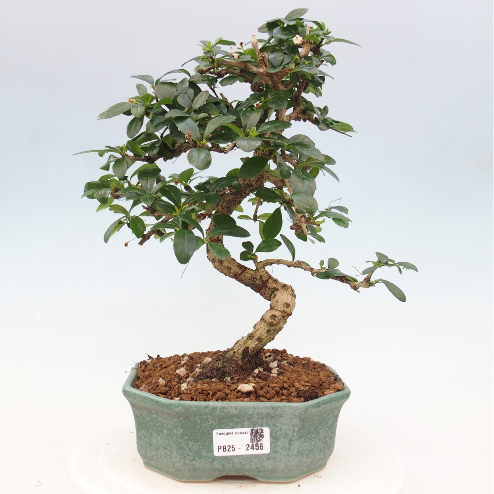 Pokojová bonsai - Carmona macrophylla - Čaj fuki