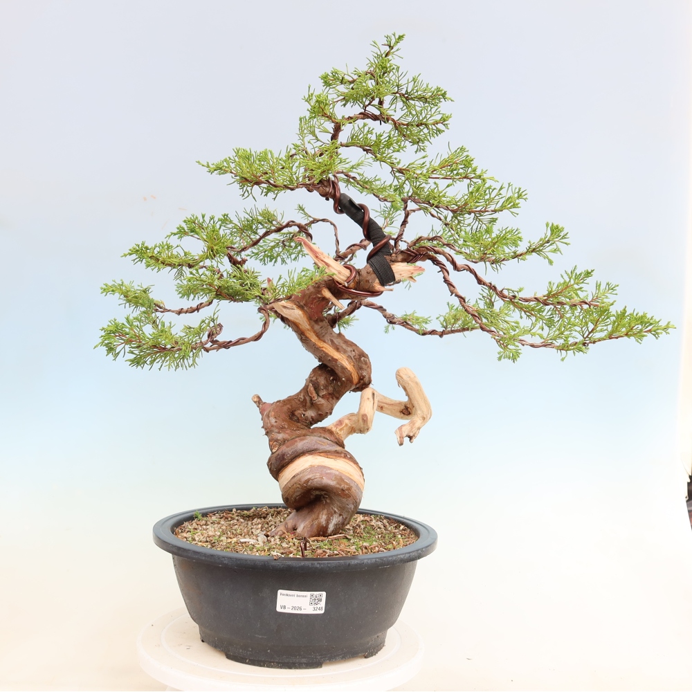 Venkovní bonsai - Juniperus chinensis Itoigawa-Jalovec čínský