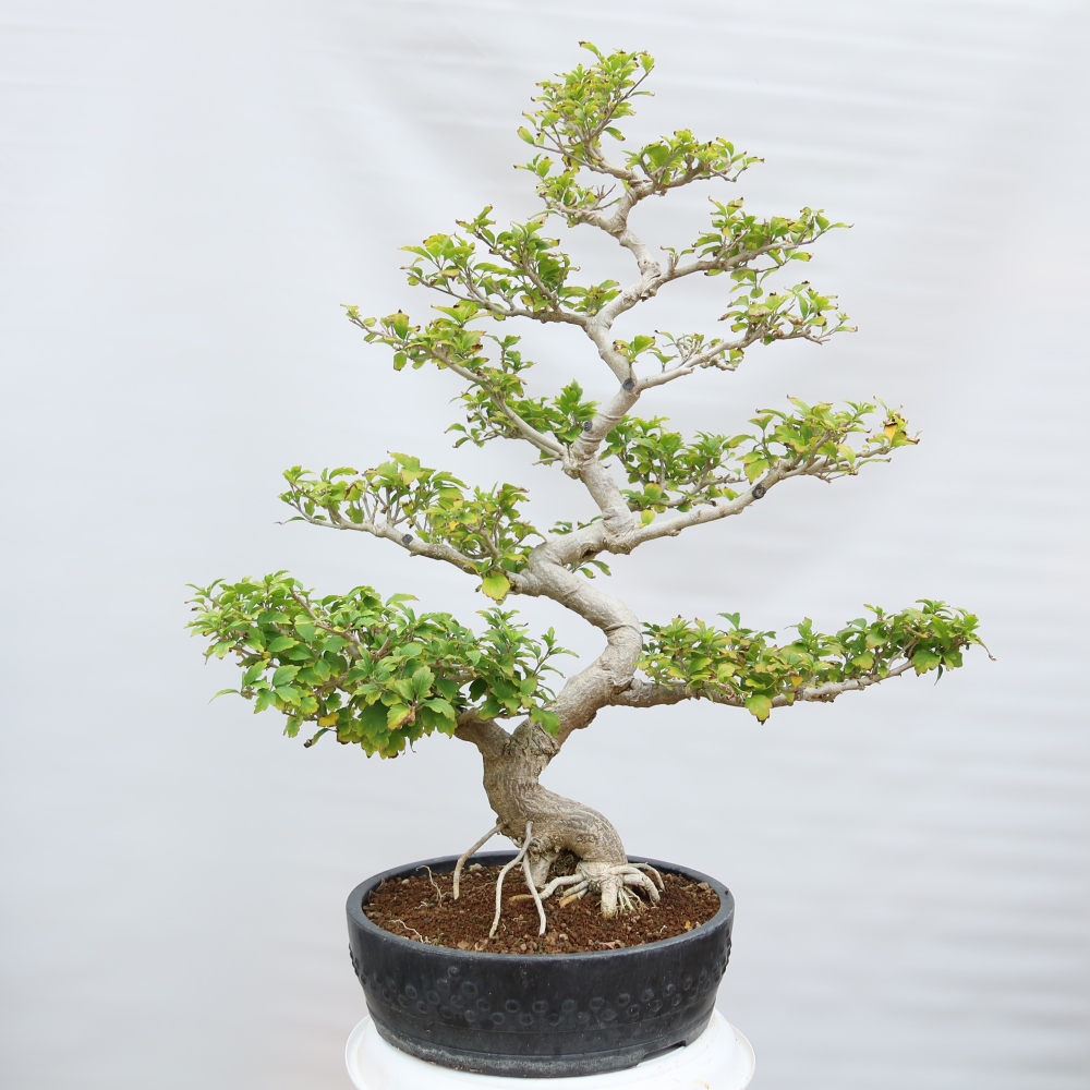 Venkovní bonsai - Hibiscus syriacus - Ibišek syrský