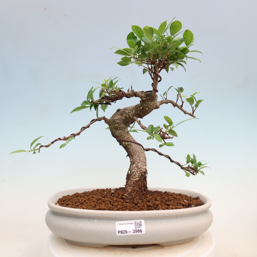 Pokojová bonsai - Ficus kimmen -  malolistý fíkus