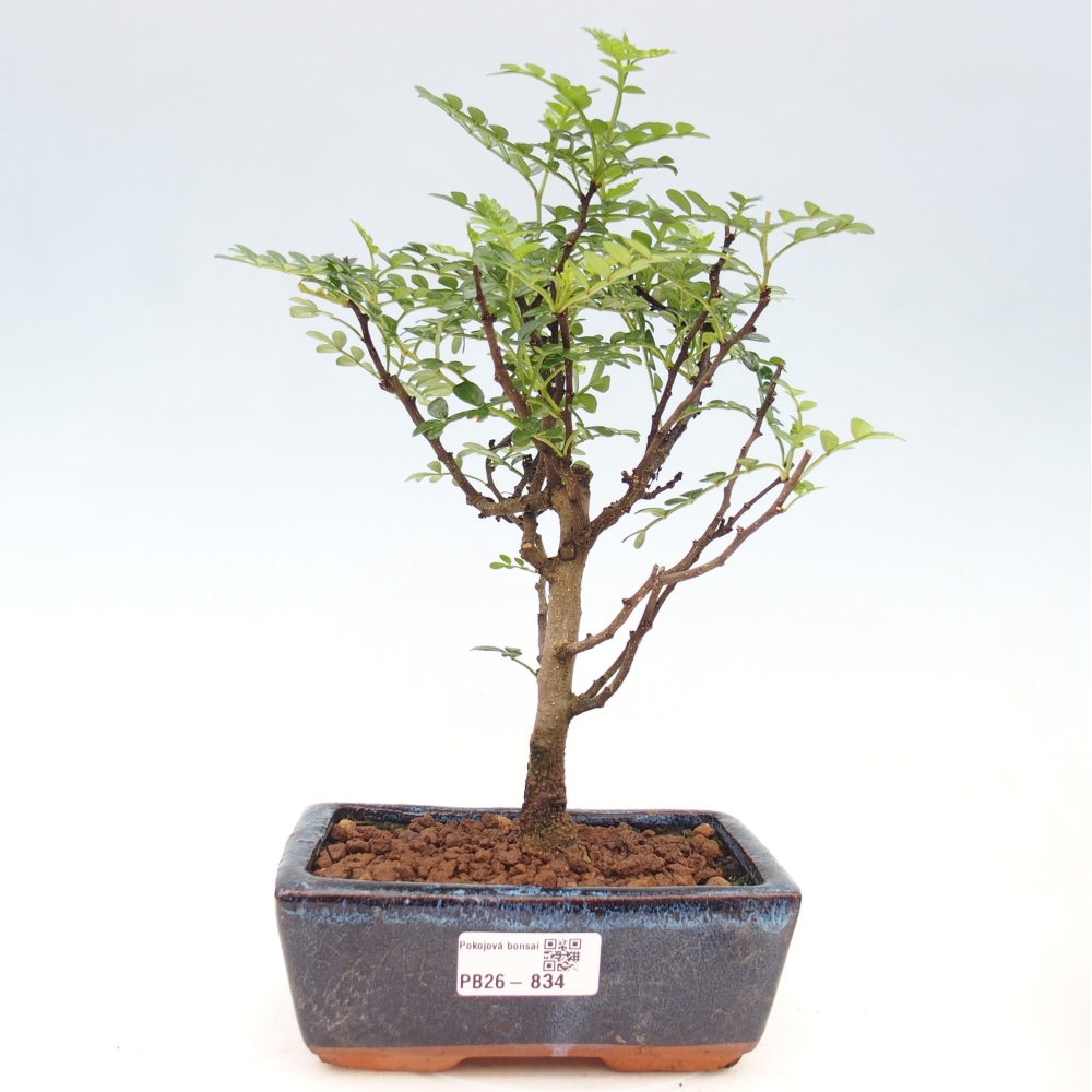 Pokojová bonsai - Zantoxylum piperitum - pepřovník