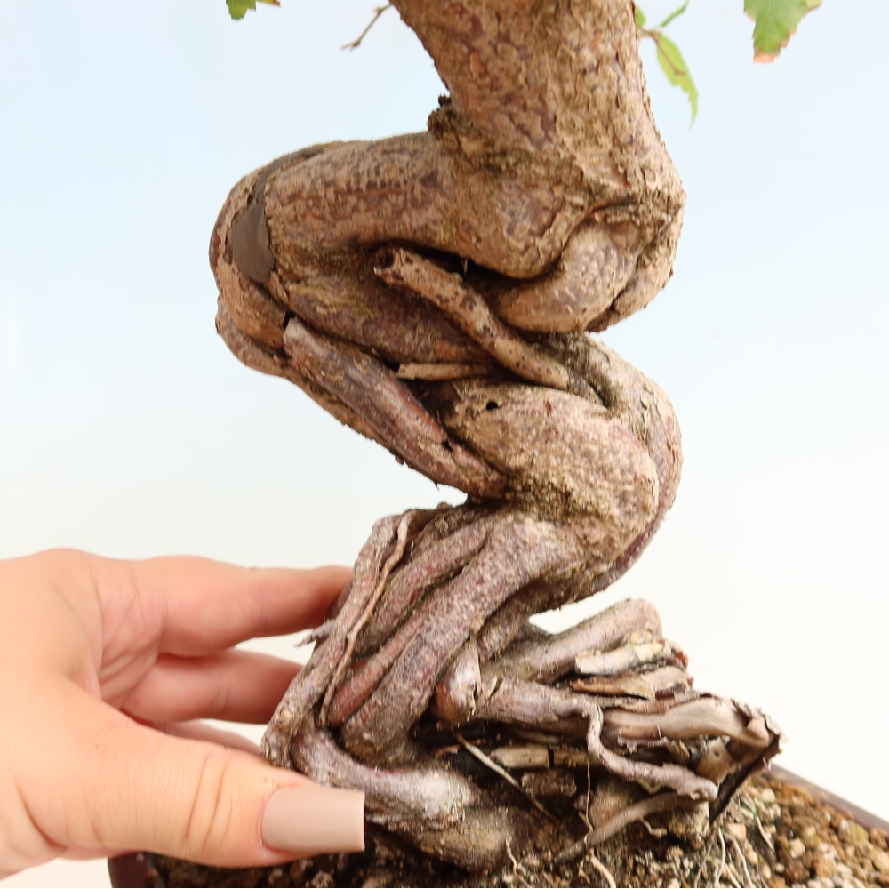 Venkovní bonsai -Carpinus CARPINOIDES - Habr korejský